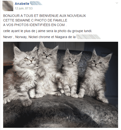 chat