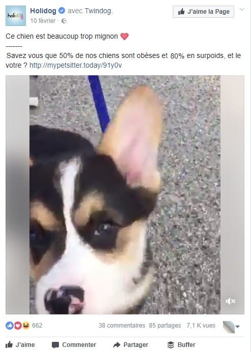 holidog